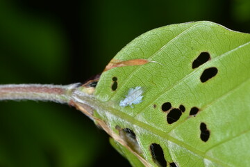 Buchenblattlaus, Phyllaphis fagi