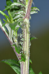  Beifußblattlaus,  Macrosiphoniella artemisiae