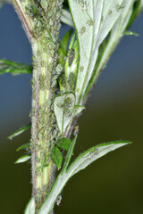  Beifußblattlaus,  Macrosiphoniella artemisiae