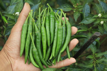 The group of green hot peppers in the garden
