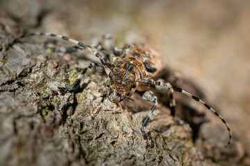 A small longhorn beetle resting on a trunk