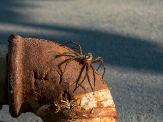 Wolf spider close up on a sunny day outside.