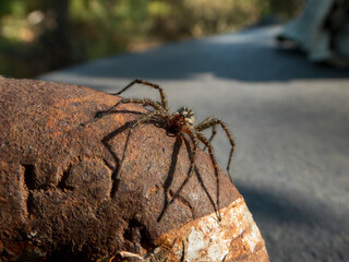 Wolf spider close up on a sunny day outside.