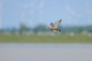 A Gadwall in flight on a sunny day