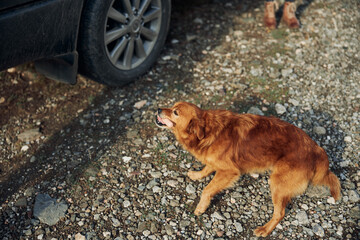 A dog waiting by a dusty country road as a person inspects a car, travel adventure, rural...