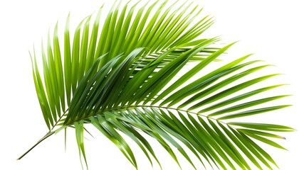 Obraz premium Green palm leaves isolated on white background with copy space for text.