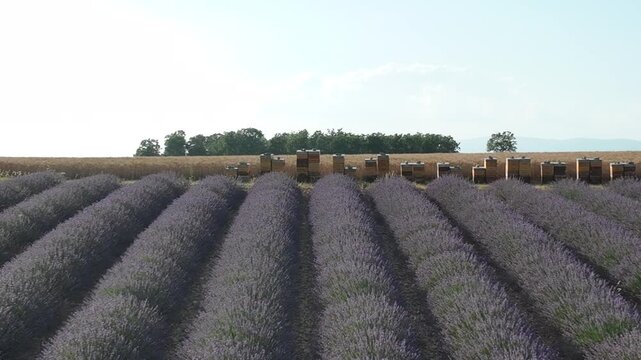lavender fields Drone
