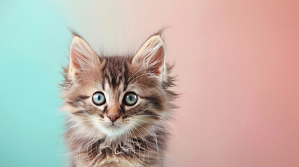 Fototapeta premium Charming Kitten Staring with Wide Eyes