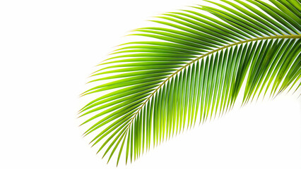 Obraz premium Palm tree branch isolated on white background, tropical, green, nature, exotic, leaf, summer, palm, isolated, white, background