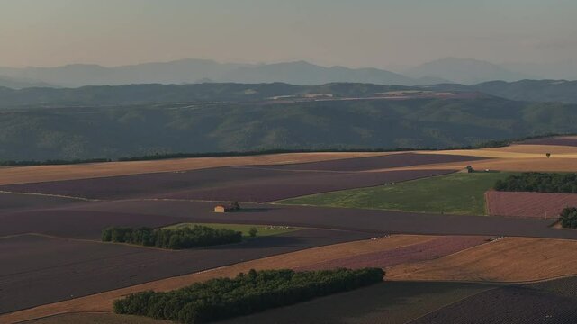 lavender fields Drone