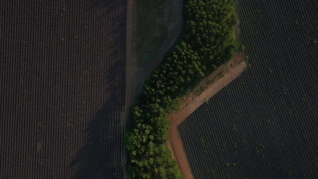 lavender fields Drone