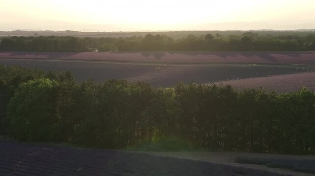 lavender fields Drone