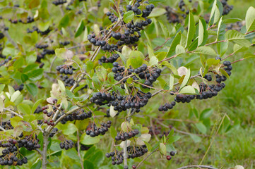 Apfelbeeren,  Schwarze Apfelbeere,  Aronia melanocarpa