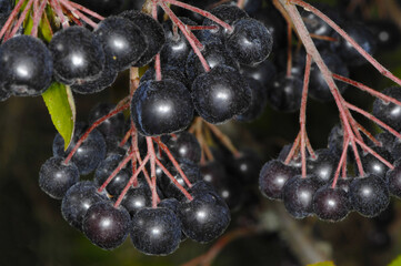 Apfelbeeren,  Schwarze Apfelbeere,  Aronia melanocarpa, reife Einzelfrüchte am Strauch