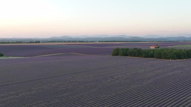 lavender fields Drone
