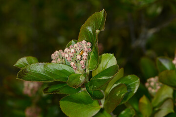 Apfelbeeren,  Schwarze Apfelbeere,  Aronia melanocarpa