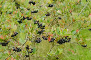 Apfelbeeren,  Schwarze Apfelbeere,  Aronia melanocarpa