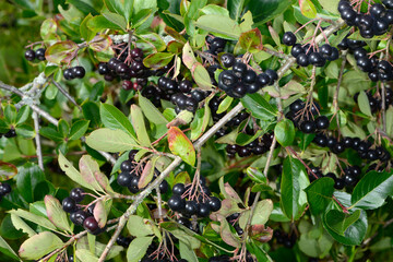 Apfelbeeren,  Schwarze Apfelbeere,  Aronia melanocarpa