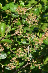 Apfelbeeren,  Schwarze Apfelbeere,  Aronia melanocarpa