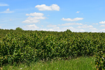 Obraz premium Apfelbeeren, Schwarze Apfelbeere, Aronia melanocarpa