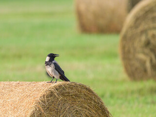 A carrion crow sitting on a bale of straw