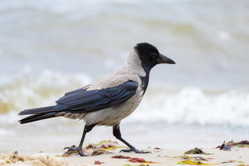 A carrion crow walking eating on the ground