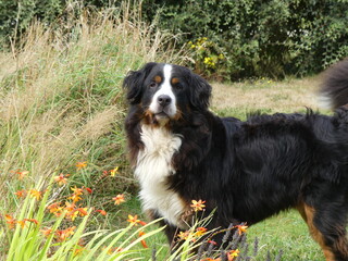 bernese mountain dog