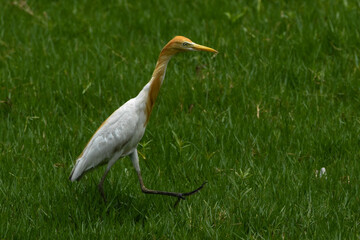 great blue heron ardea cinerea
