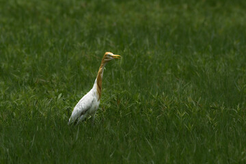 great blue heron ardea cinerea
