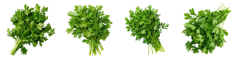 Fresh bunches of green parsley arranged artistically on a white background, perfect for cooking and culinary uses. transparent background
