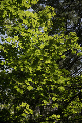 green leaves
