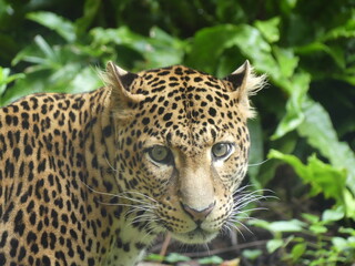 close up of leopard