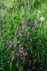 Beinwell, Gewöhnlicher, Symphytum officinale