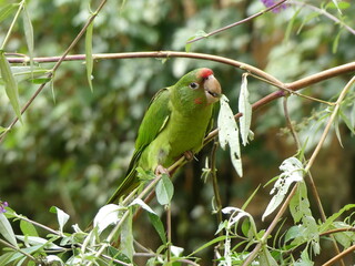 green parrot on a branch