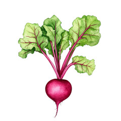 Fresh red radish with green leaves on a white background