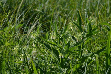 Beinwell, Gewöhnlicher, Symphytum officinale