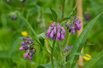 Beinwell, Gewöhnlicher, Symphytum officinale