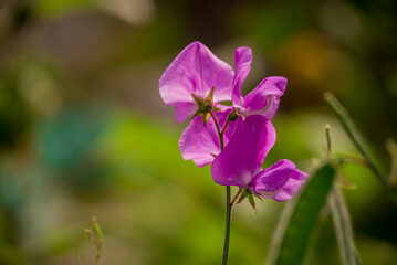 Beautiful flowers growing in the autumn garden