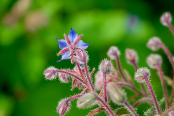 Beautiful flowers growing in the autumn garden