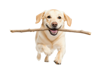 A cheerful dog happily runs with a stick in its mouth, showcasing joy and playfulness in an outdoor setting.