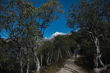 Fototapeta premium tree in the mountains