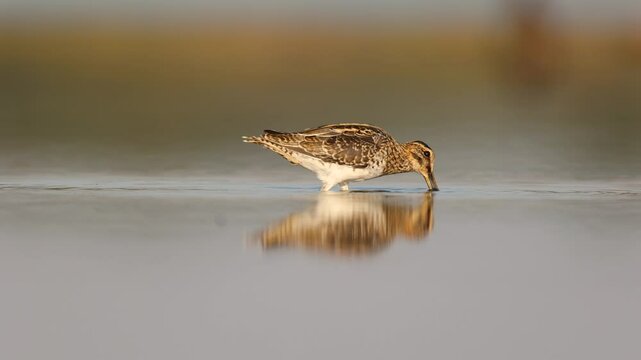 Shore bird Common snipe Gallinago gallinago small bird with long beak, Poland Europe