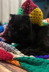Nice cute black scottish cat with the blanket relax rest at home 