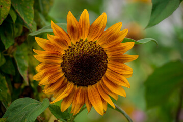 Beautiful flowers growing in the autumn garden