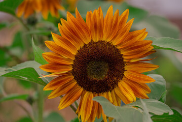 Obraz premium Beautiful flowers growing in the autumn garden