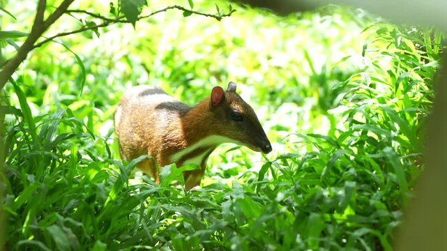A wild lesser mouse deer, (Tragulus kanchil) in a forested environment, curiously wondering around, alerted by the surroundings and hopping away, close up shot.