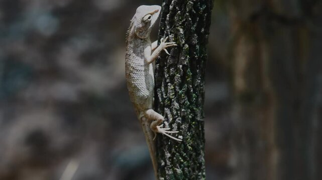 4k footage of a lezard on a branch 1