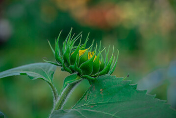  Beautiful flowers growing in the autumn garden