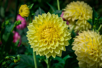 Beautiful dhalia flowers growing in the autumn garden