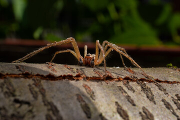 wolf spider on wood